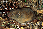 Microtus pinetorum, Woodland Vole
